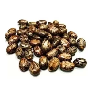 Castor Seeds